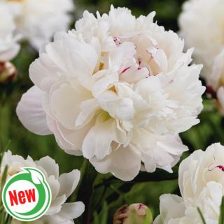 Gardenia Peony Thumbnail